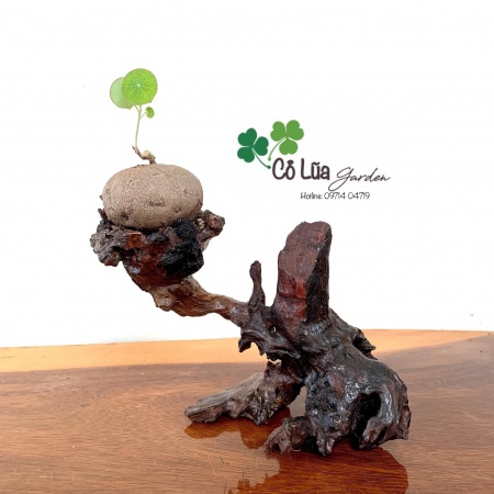 11 Cách chăm sóc cây cảnh Bonsai đúng và đủ trong nhà ngoài vườn