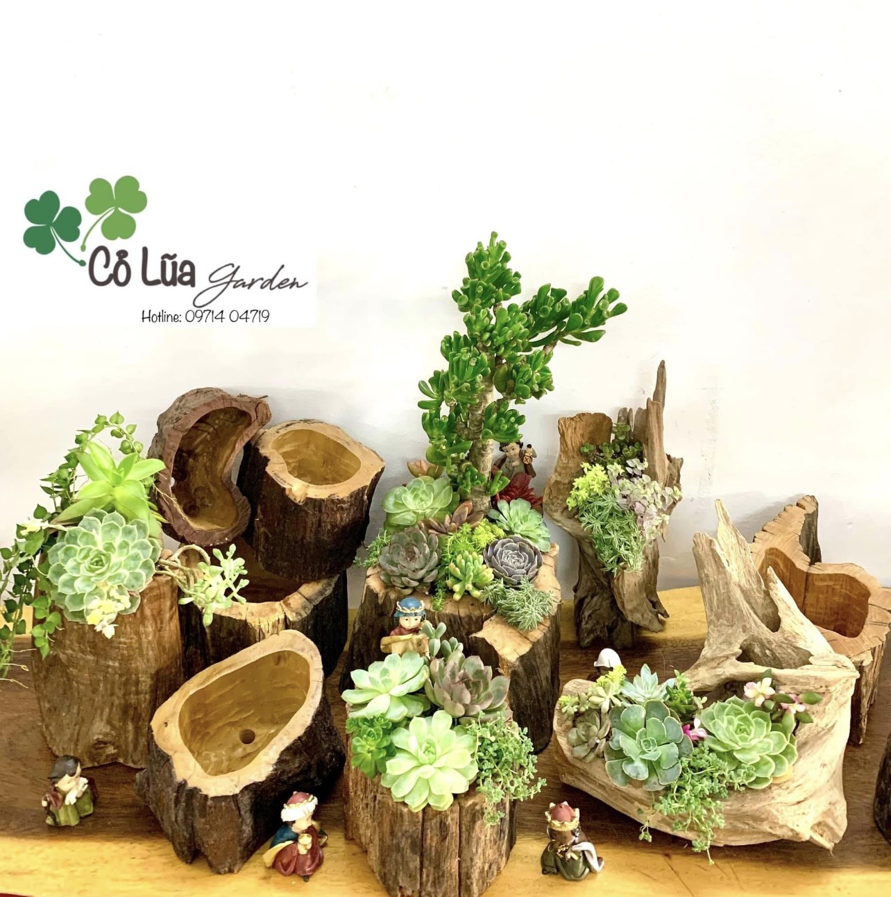 Hướng dẫn cách chăm sóc sen đá nhanh lớn cho người mới