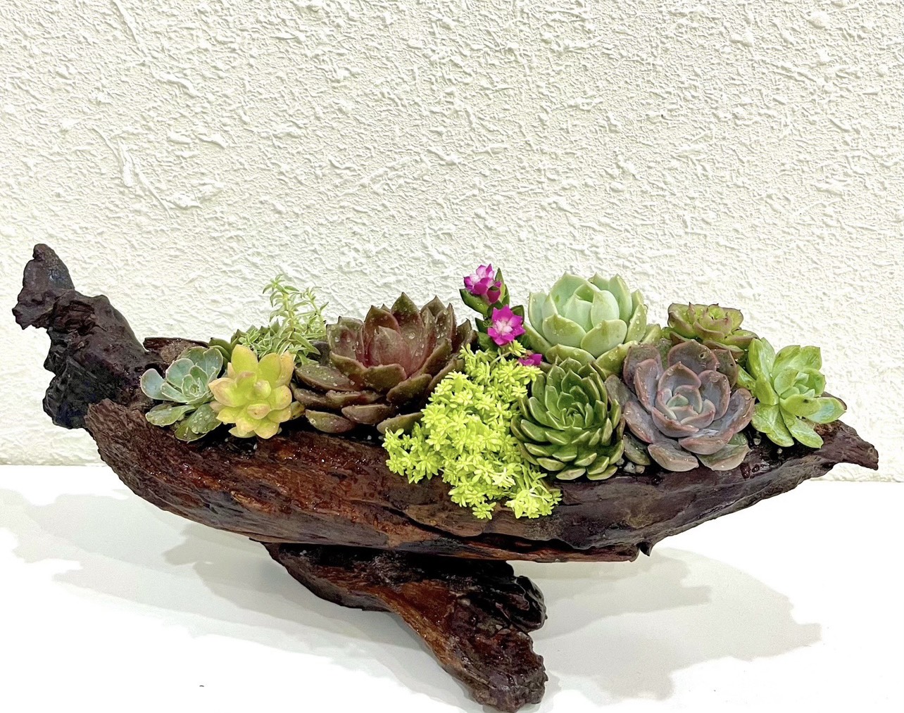 Cây sen đá: Ý nghĩa phong thủy, giá thành và cách chăm sóc